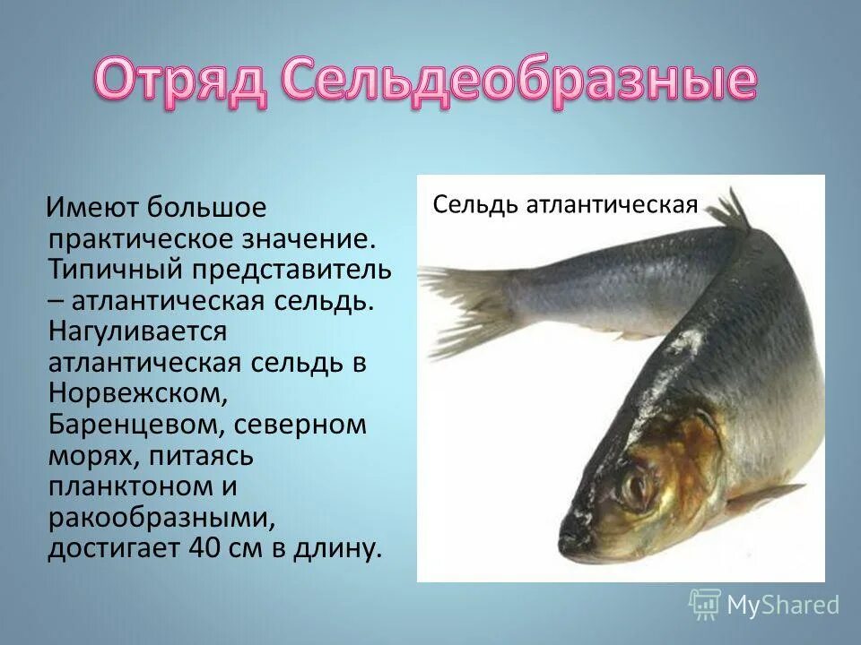 чем питается сельдь