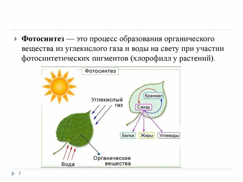 Движение веществ по растению для образования органических. В процессе фотосинтеза происходит. схема фотосинтеза у растений. фотосинтез органические вещества. схема процесса фотосинтеза.