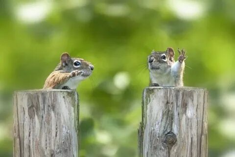 Картинки доброе утро животные смешные с надписями