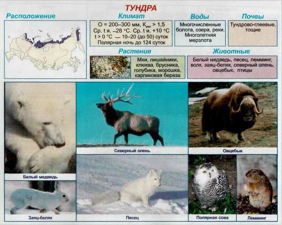 Растения и животные тундры и тайги. Растения и животные тундры и тайги