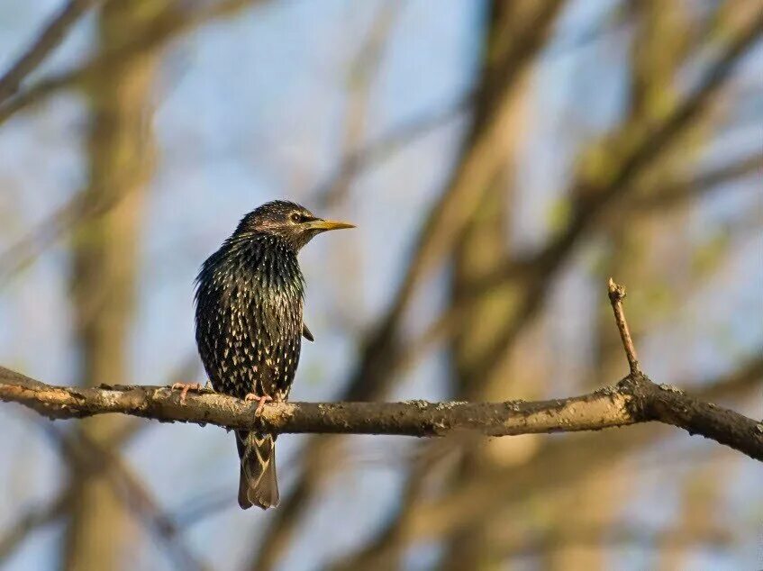 обыкновенный скворец скворцы. птицы скворец обыкновенный. какие птицы умеют подражать голосам других пернатых. скворец. птица которая подражает.