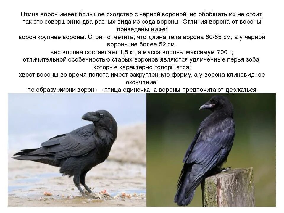 Грач семейство вороновых. Ворон и ворона отличие. Черная ворона и ворон отличия. Отличие ворона от вороны. Грач размеры птицы