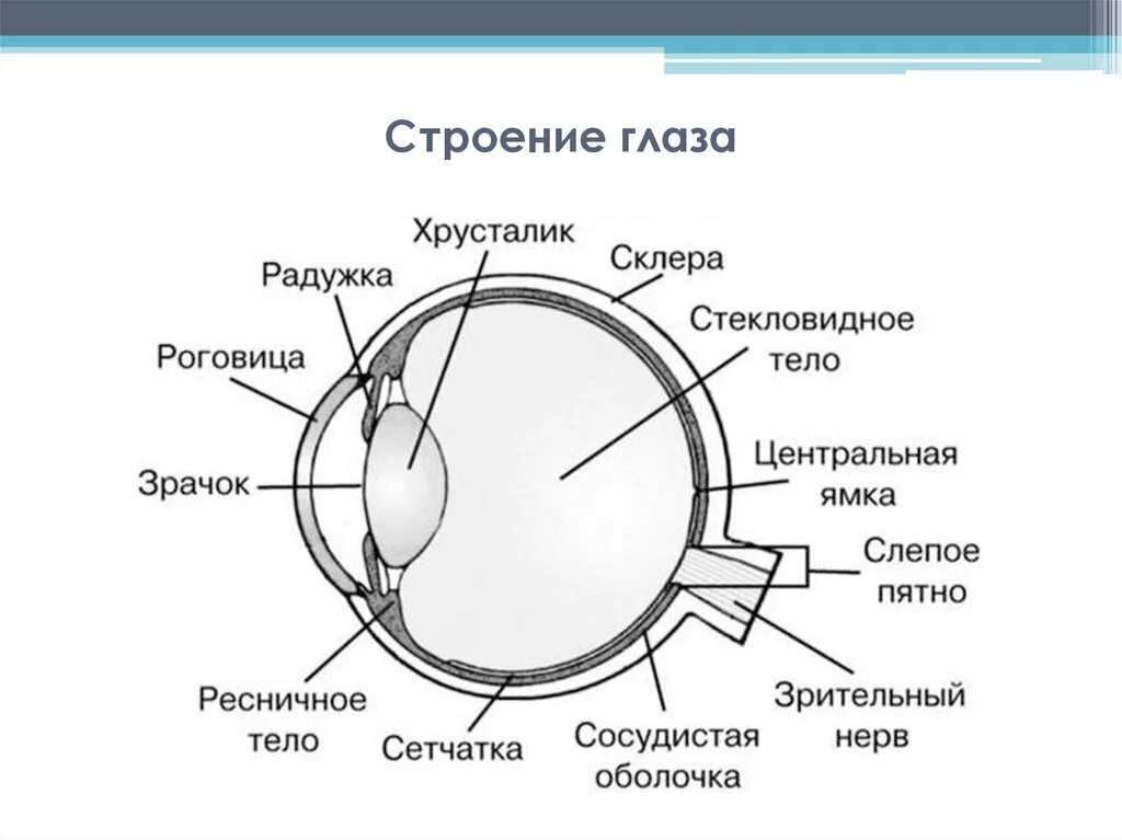 Строение зрительного анализатора глазное яблоко. Схема строения глазного анализатора. Строение глаза сетчатка роговица хрусталик. Анатомическое строение глаза человека схема. Склера сетчатка слепое