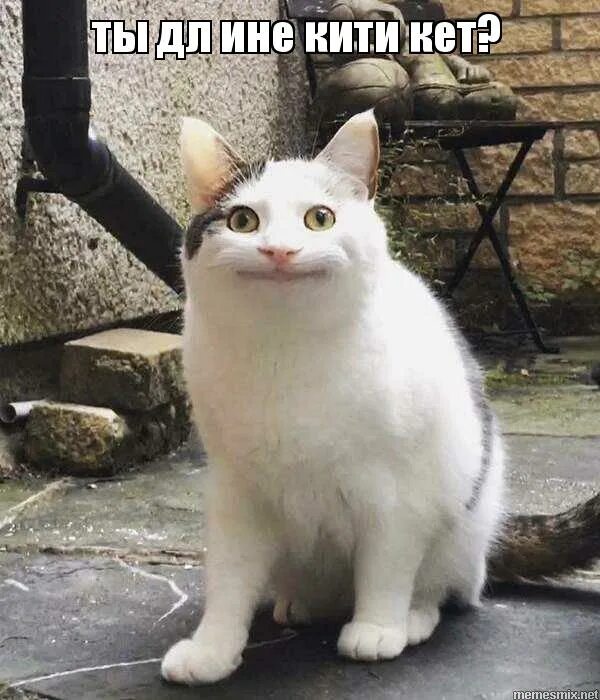 полайт кэт олли. солдат с котом в крыму. вежливый кот. русский солдат с котом. вежливый кот.