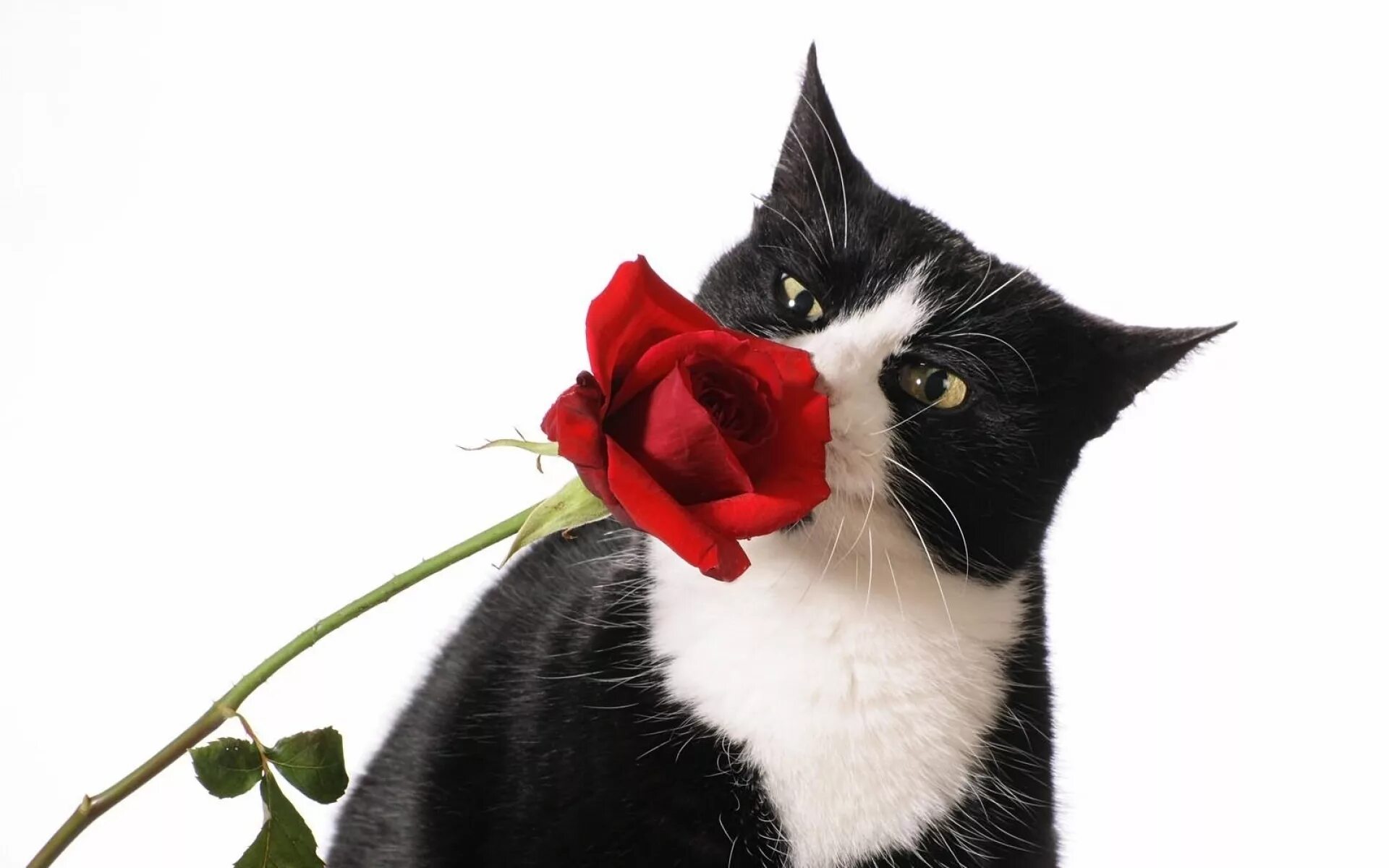 Спасибо котик картинка. Кот с цветочком. кот и розы. котик спасибо. кошки с розами.