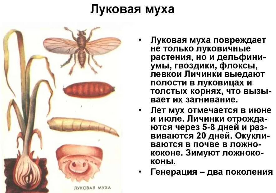 Лук от мухи обработать. Луковая Муха меры борьбы. Личинки луковой мухи методы борьбы. Личинки луковой мухи.