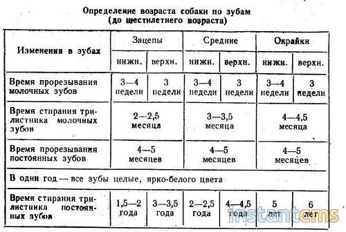 Определить какой возраст. Как меняются молочные зубы у собак схема. Во сколько месяцев у собак меняются зубы. Возраст собаки по зубам таблица. До какого возраста меняются зубы у собак средних пород.