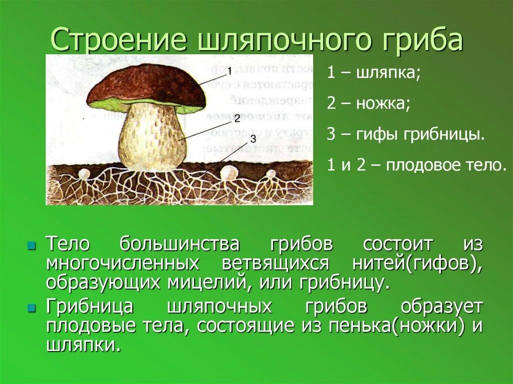 Условия развития грибов. Строение шляпочного гриба 3 класс. Грибы строение шляпочных грибов. Схема шляпочного гриба 3 класс. Строение шляпочного гриба 5 класс.