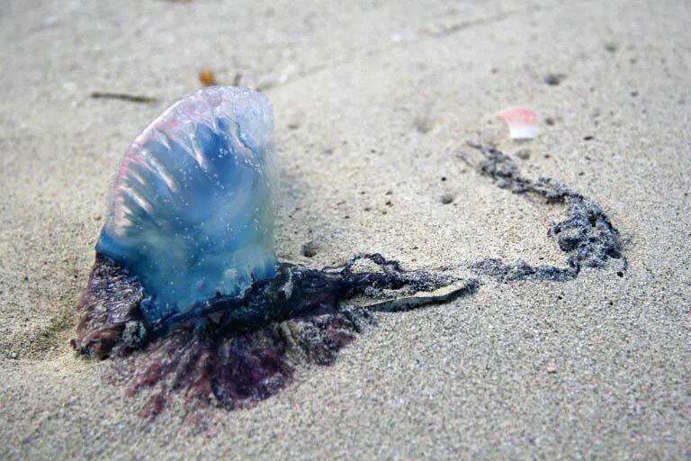 Португальский кораблик. Португальский кораблик колония. Португальский кораблик гидроидные. Португальский кораблик медуза на кубе. Португальский кораблик медуза ожоги.