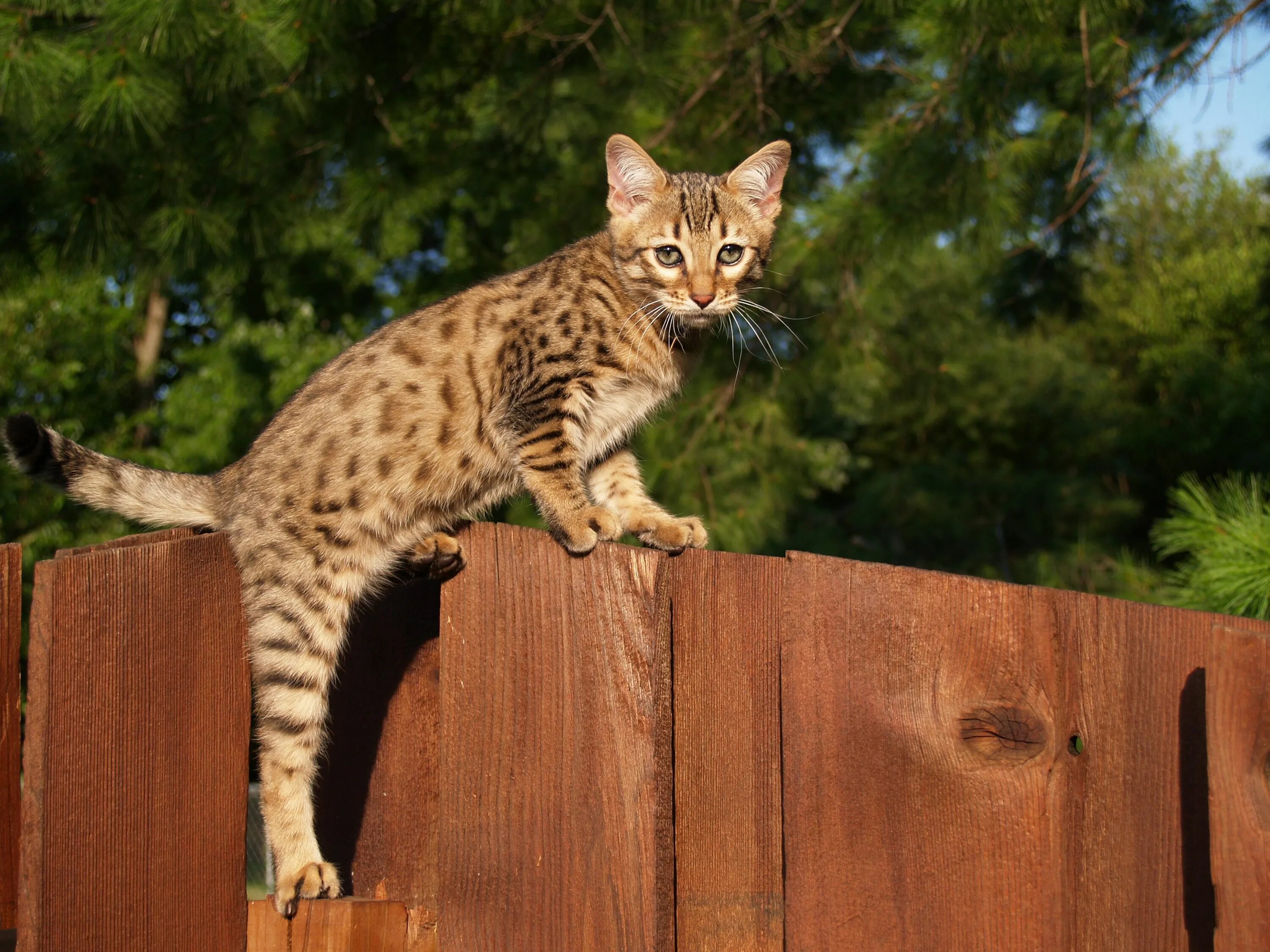 Largest cat