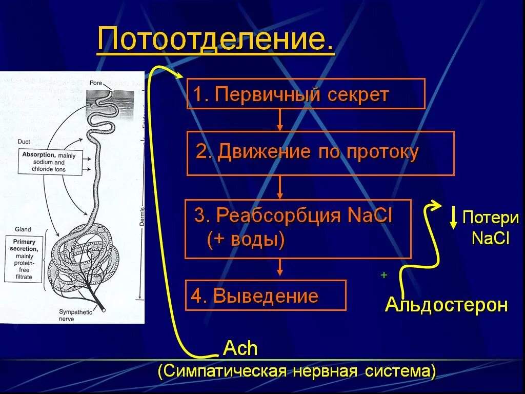 Механизм потоотделения. Регуляция потоотделения. Механизмы регуляции потоотделения. Механизм образования пота.