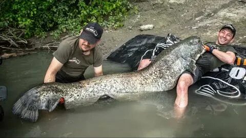 Большой сом видео