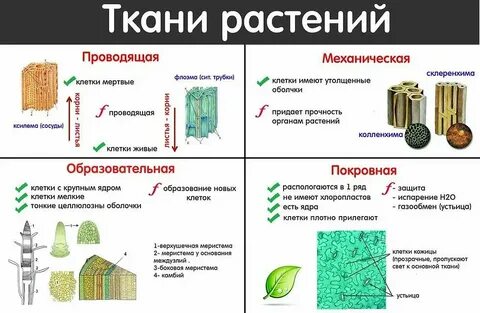 Механическая ткань биология 6 класс таблица