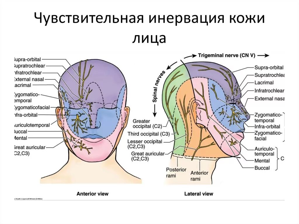 Сегменты лица. Тройничный нерв иннервация кожи головы. иннервация кожи головы анатомия. схема зон иннервации тройничного нерва. иннервация кожи лица анатомия.