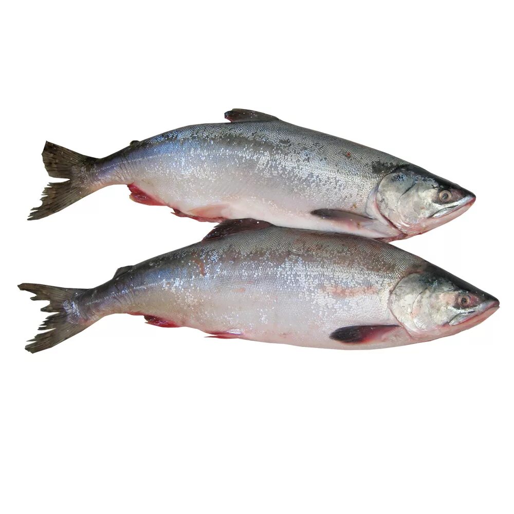 Кета потрошеная б/г. Нерка и кижуч. Как выглядит горбуша замороженная. Рыба форель кижуч. Горбуша б/г потр.