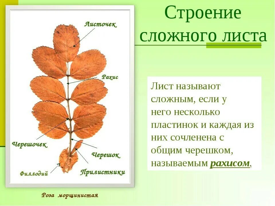 Характеристики биологии о листе рябины. Лист рябины форма листовой пластинки. Лист рябины прилистники. Описать лист рябины. Какой лист называют сложным