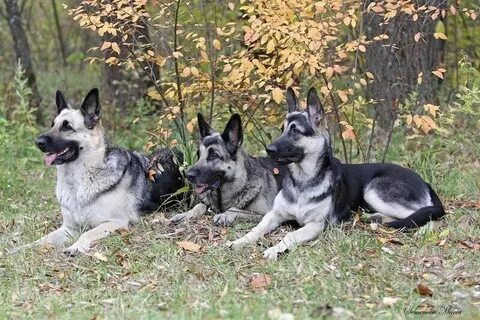 Животные восточно европейской