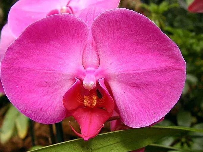 Орхидея ред роуз фото Sarcochilus Earth's Imp (Red Imp 'Ruby' x Joy 'Red Velvet') Orchids, Flowers, Be