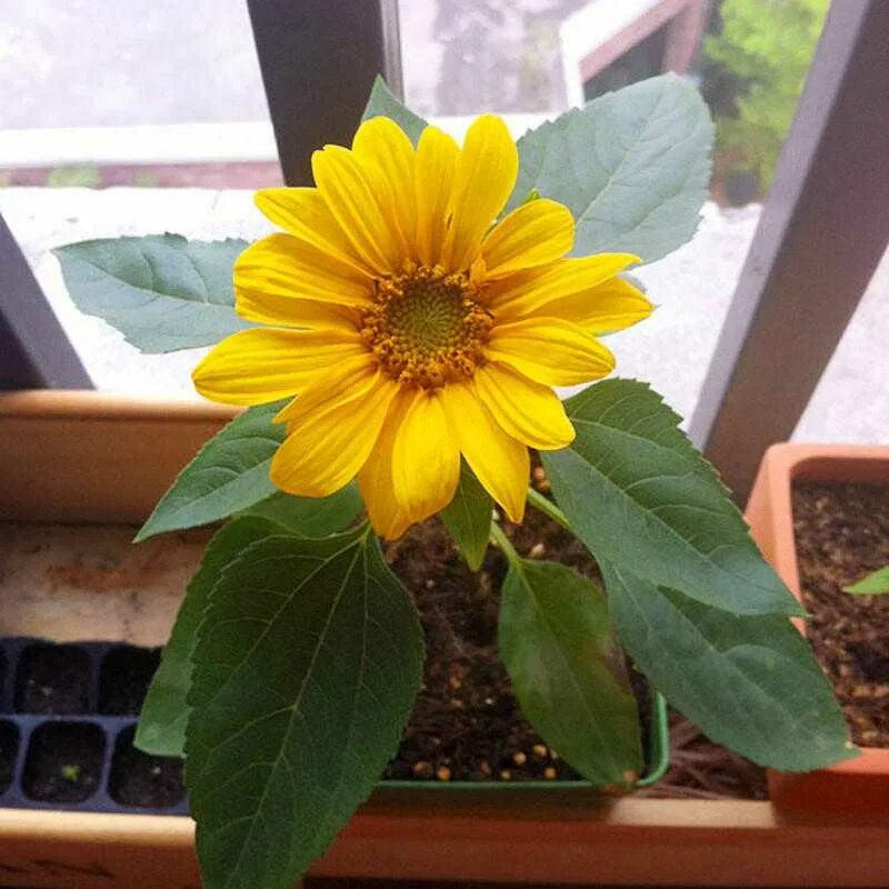 Как вырасти подсолнух. Подсолнух жёлтый пигмей декоративный. dwarf sunflower. подсолнечник гномик. мини подсолнух семена.