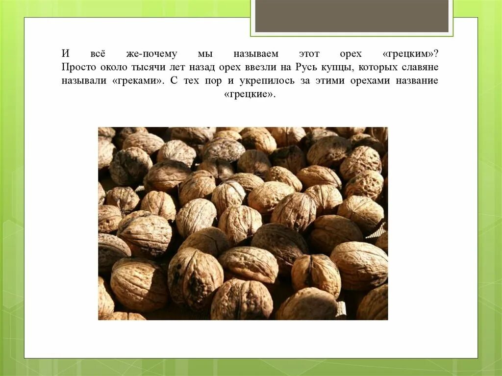 Что дает грецкий орех. Орех сорт великан. орехи для презентации. грецкий орех презентация.