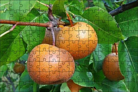 Ли яблони и груши