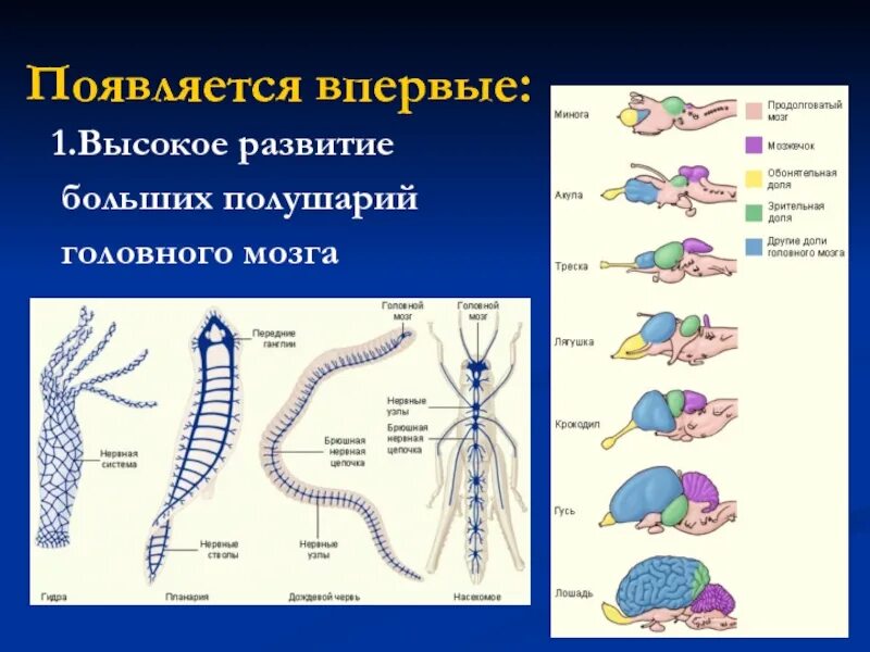 Появление коры мозга. Головной мозг появился у. У млекопитающих впервые появились. У кого первого появилась головной мозг. Полушария большого мозга впервые появились у.