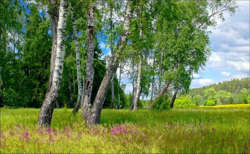 Природа рязанской области березовая роща. Березовая роща киров. Деревня береза поле россия. Природа березы. Березовая роща томск.