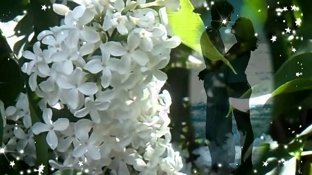 Хмельная сирень. Картинки раннее утро летом сирень. Сирень седой король. Аромат сирени хмельной. Сирень любовь.