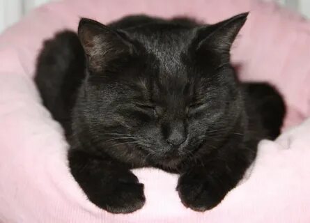 Кошка буся дзен