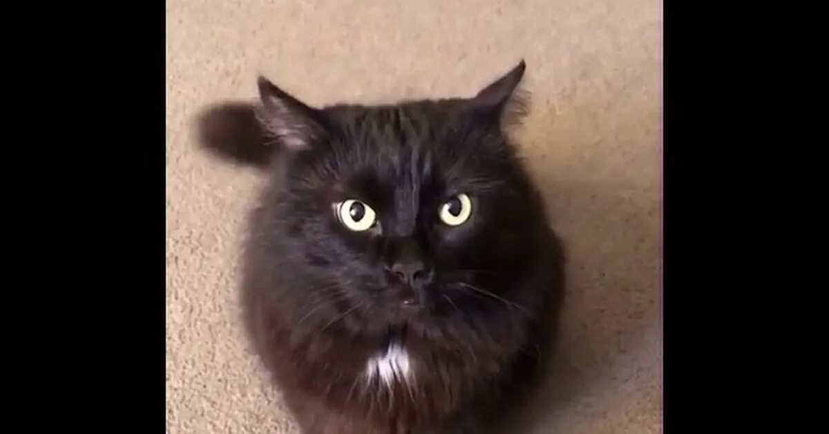 Кот чака норриса мемы. Фотография кот дед инсайд. Кот еврей. Кот чак. Кот чак.