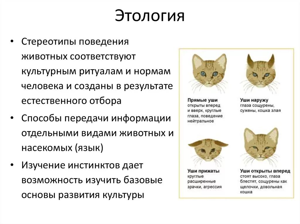 Инстинкт котов. Этология животных. Поведение животных этология. Основные формы поведения животных. Стереотипное поведение животных.