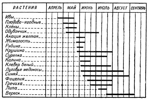 Таблица развития пчел