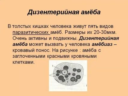 Дизентерию вызывает простейшее