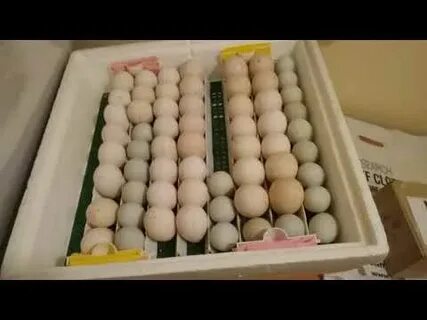 Инкубатор цыплята видео