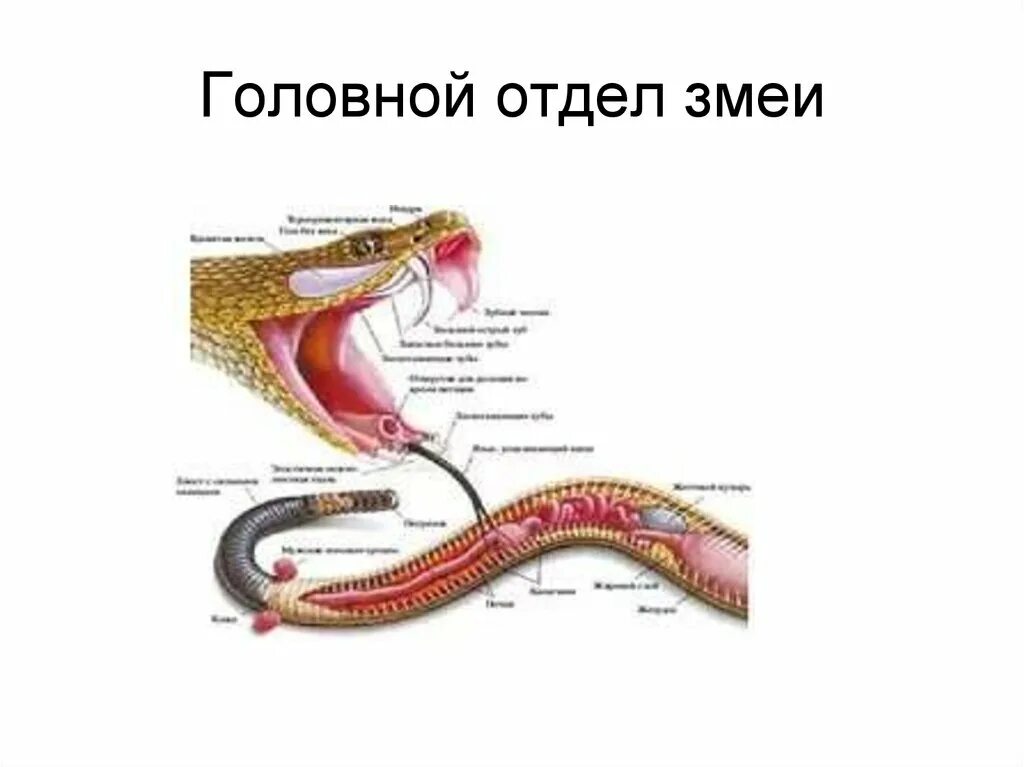 Отделы змеи. Покровы пресмыкающихся. Матка у пресмыкающихся. Крестцовый отдел у змеи.