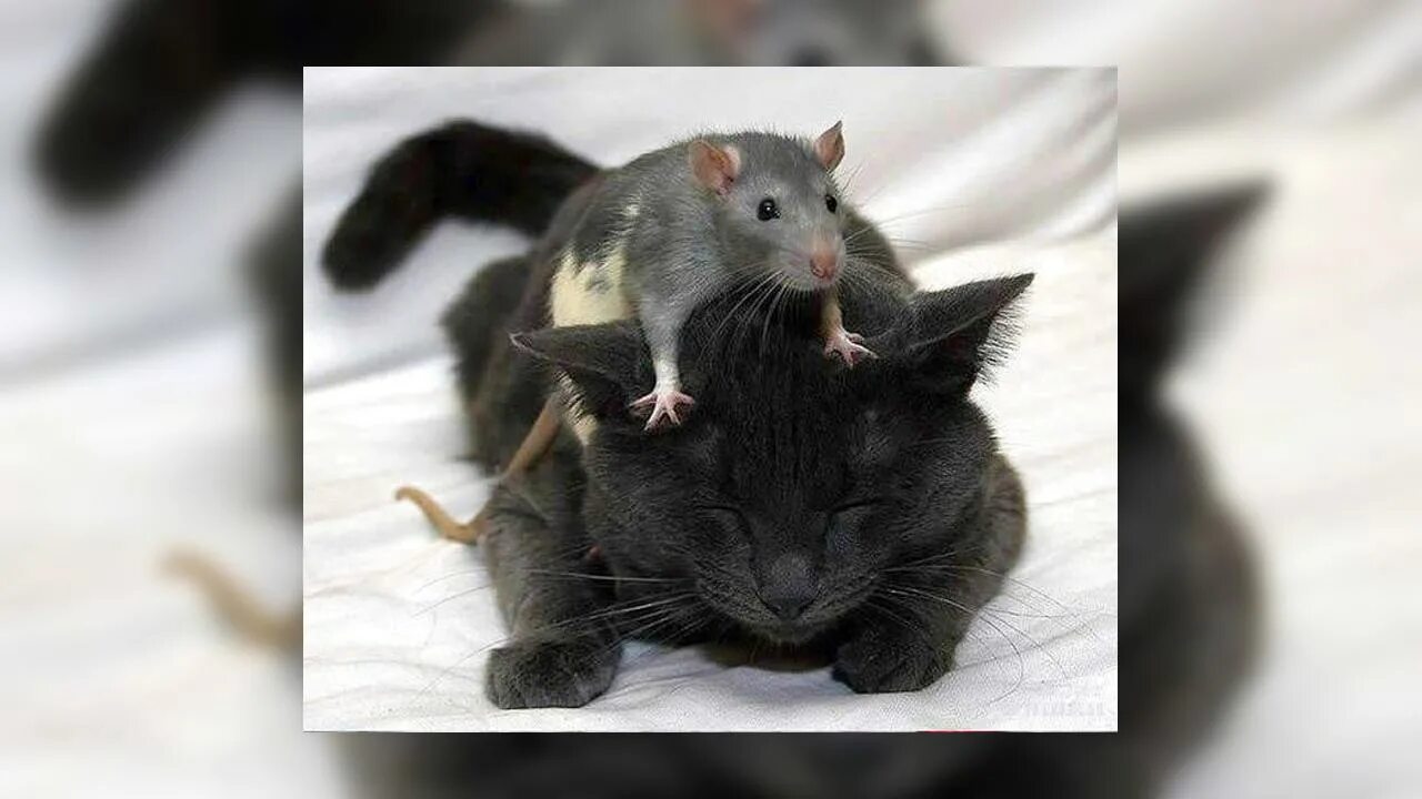 Мыши бегут из дома. Мышь маленькие бегают по дому. Кот гоняется за мышкой. Кошечки бегают за мышкой. Мышки бегают видео для кошек и пищат