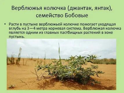 Верблюжья колючка в какой природной