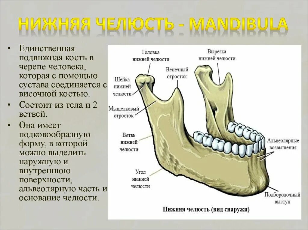 Анатомия нижней челюсти человека кости. Нижняя челюсть сбоку. Строение кости нижней челюсти. Строение нижней челюсти человека анатомия костей.
