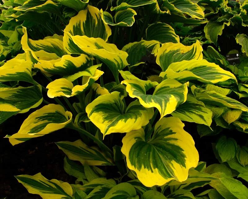 Название хост. Хоста liberty (либерти). хоста hosta liberty. хоста гибридная либерти. хоста либерти hosta liberty.