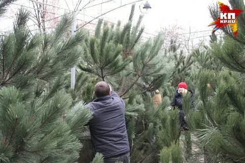 Раньше ели