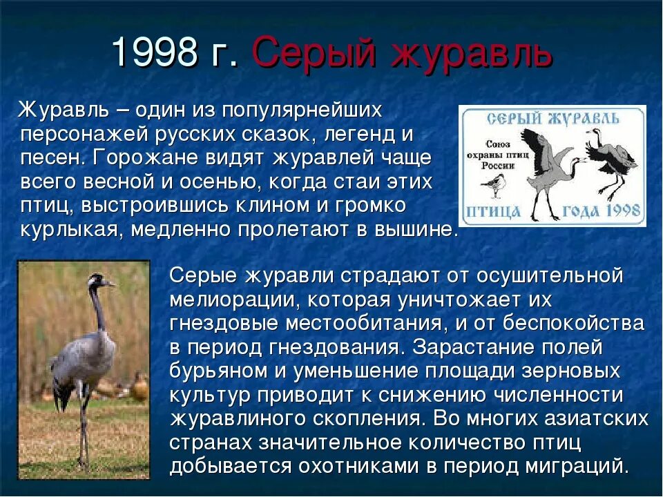 Журавль символ чего в россии. Серый журавль краткое описание. Доклад о Журавле. Сообщение о сером Журавле. Серый журавль доклад.