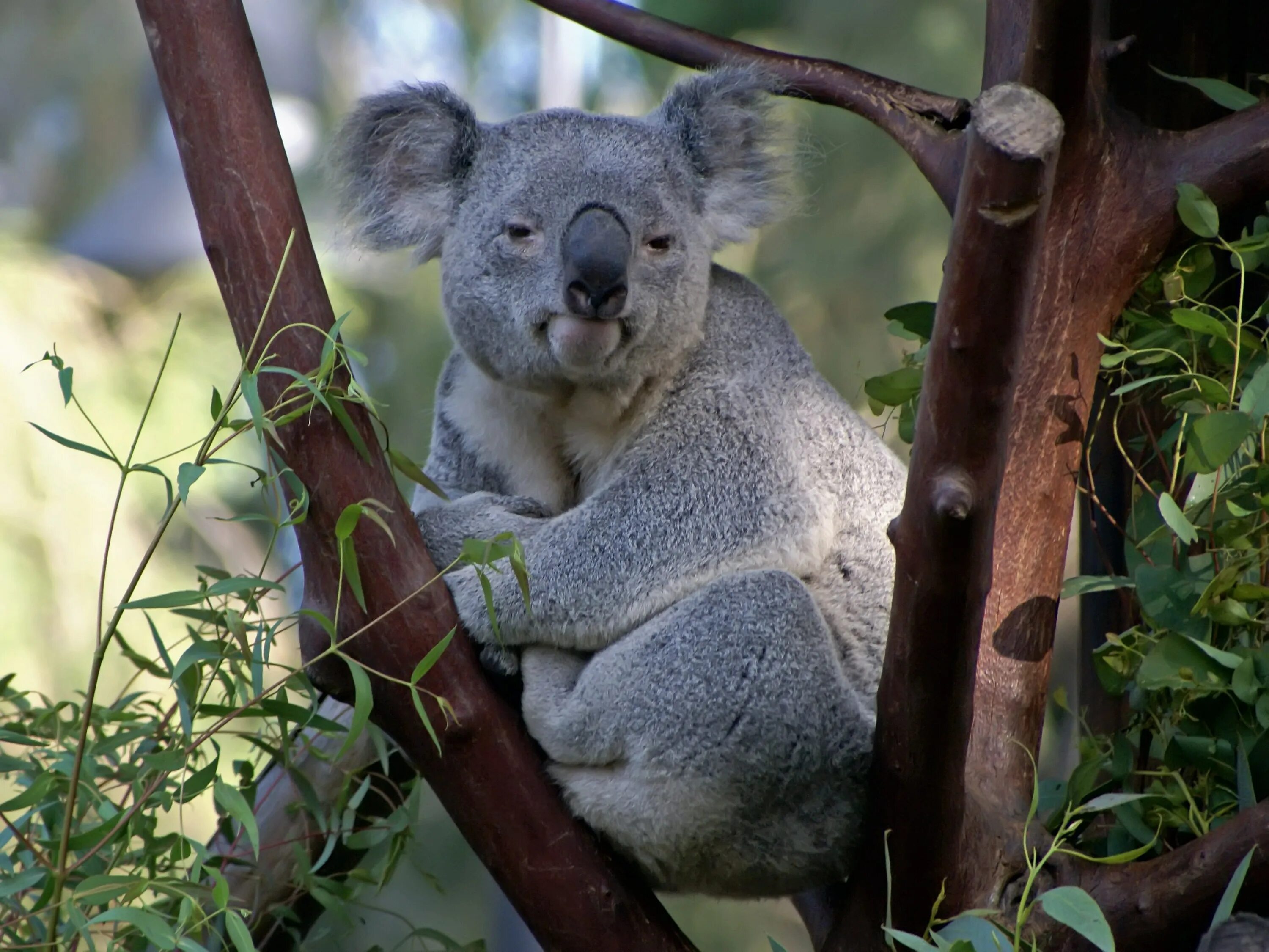 Животные Австралии коала. Сумчатые животные коала. Австралия сумчатые коала. Мишка коала.