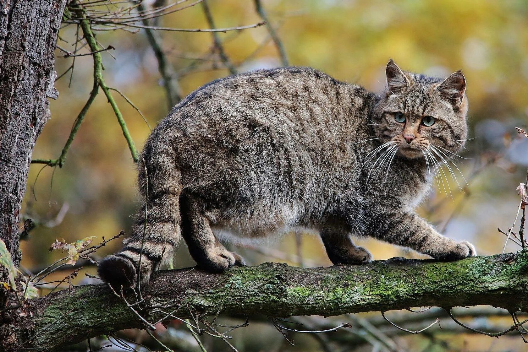 Европейский Лесной кот камышовый. Лесной кот Felis Silvestris. Кавказская Лесная кошка Felis Silvestris Caucasica. Дальневосточный Амурский Лесной кот.