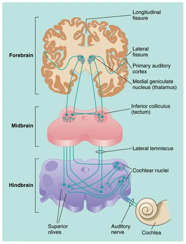 Auditory Pathway. Auditory Analyzer. Nucleus спираль. Auditory Sensory. Hear system