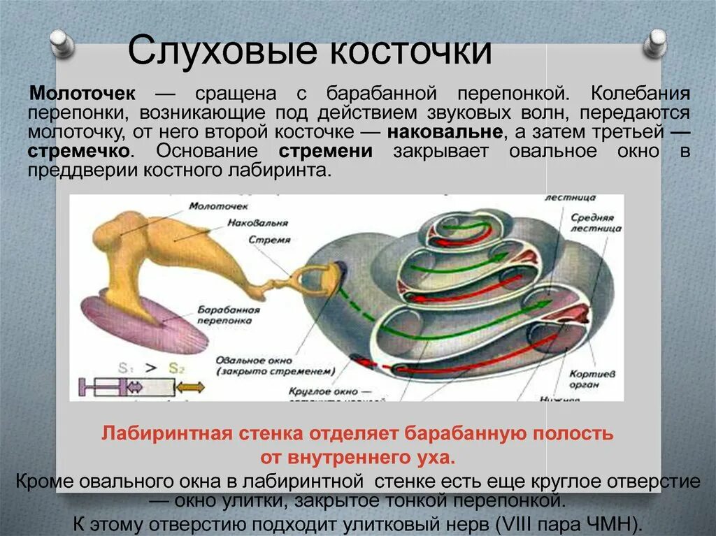 Слуховые косточки выполняют функцию. Строение молоточка наковальни и стремечка. Слуховые косточки. Строение слуховых косточек. Молоточек наковальня стремечко.