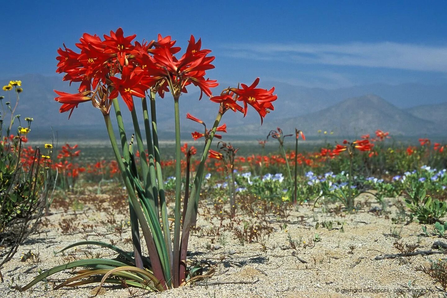 Растения эфемеры пустыни. Цветущая пустыня Атакама, Чили. Травы эфемеры Чили.