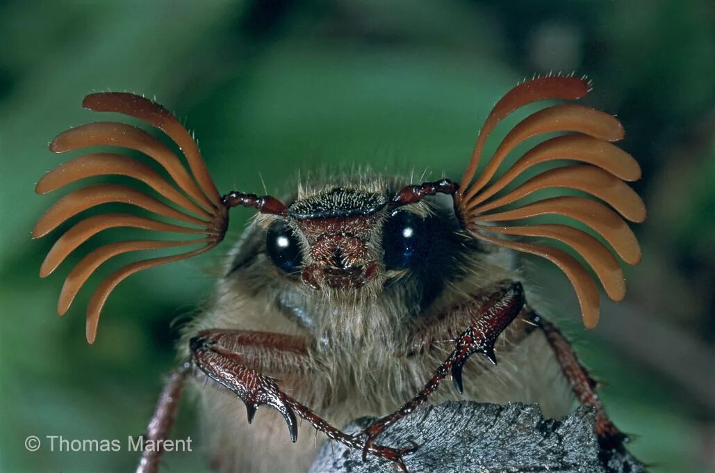 May bug