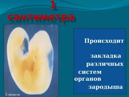 Закладка органов будущего организма начинается на стадии