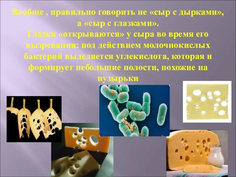 Почему в сыре дырки. Сыр с дырками бактерии. Дырки в сыре. Микроорганизмы в сыре. Презентация на тему отчего в сыре дырки.