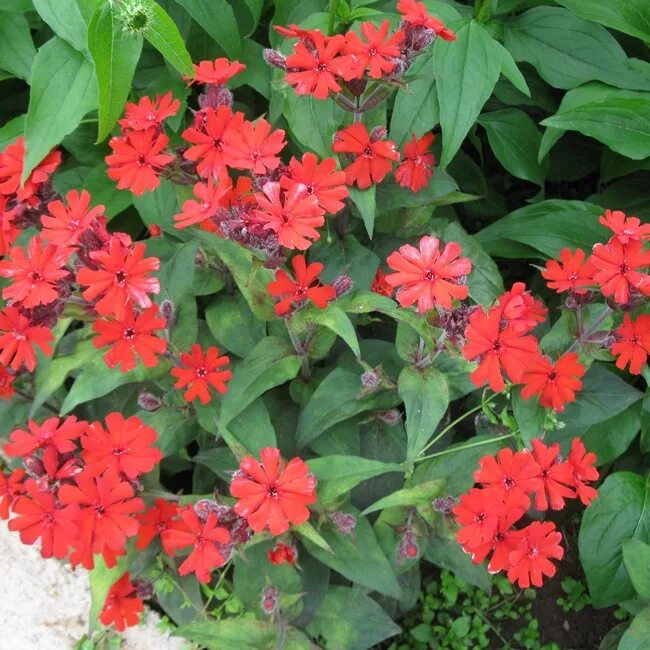 Лихнис аркрайта lychnis arkwrightii. Лихнис расплавленная лава. Лихнис молтен лава. Лихнис везувий. Лихнис молтен лава.